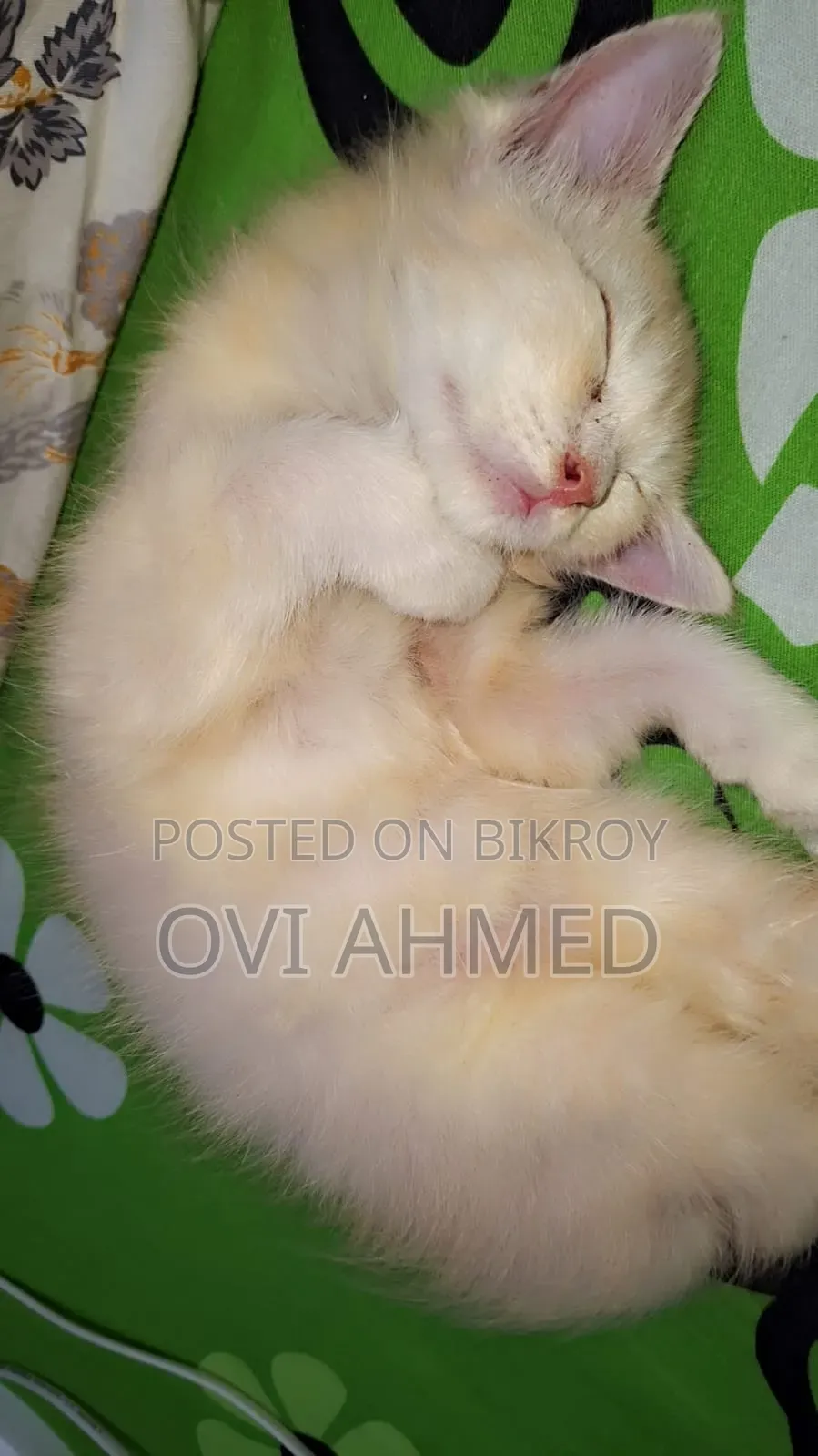 1-3 Months Female Purebred Persian