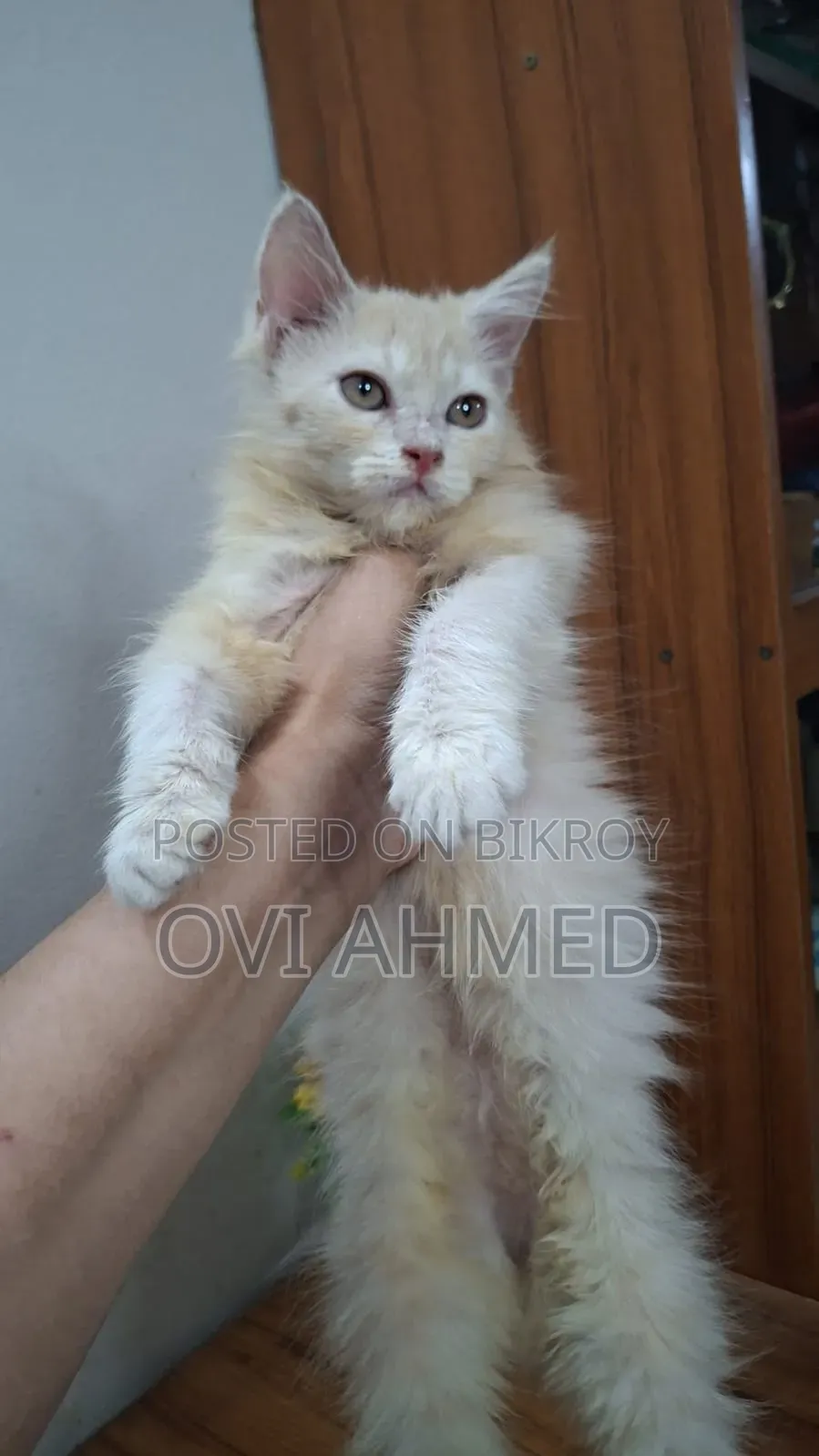 1-3 Months Female Purebred Persian