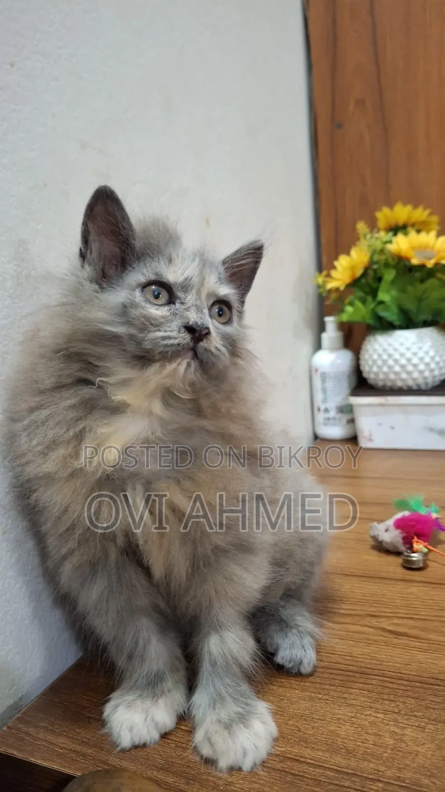 1-3 Months Female Purebred Persian