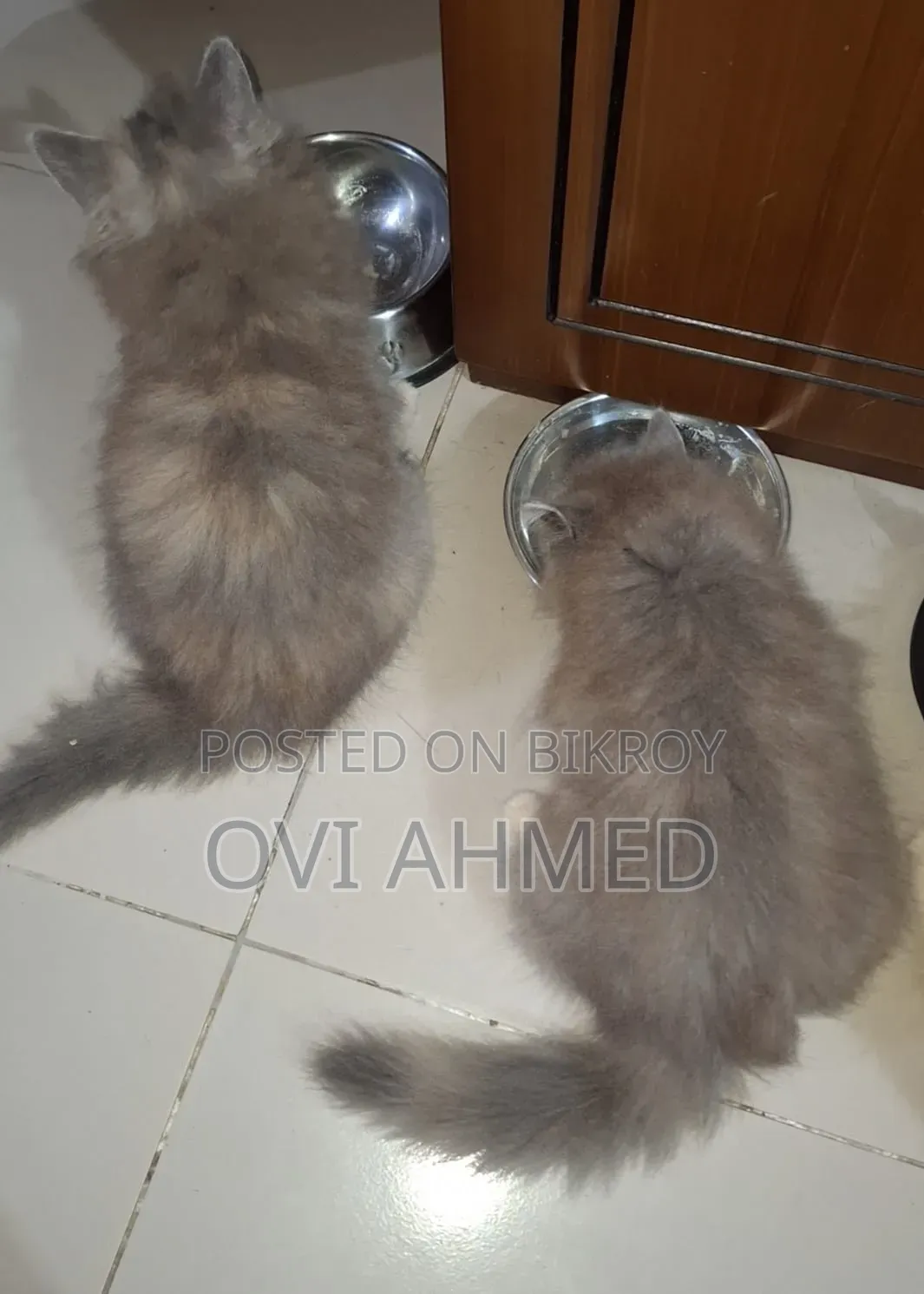 1-3 Months Female Purebred Persian