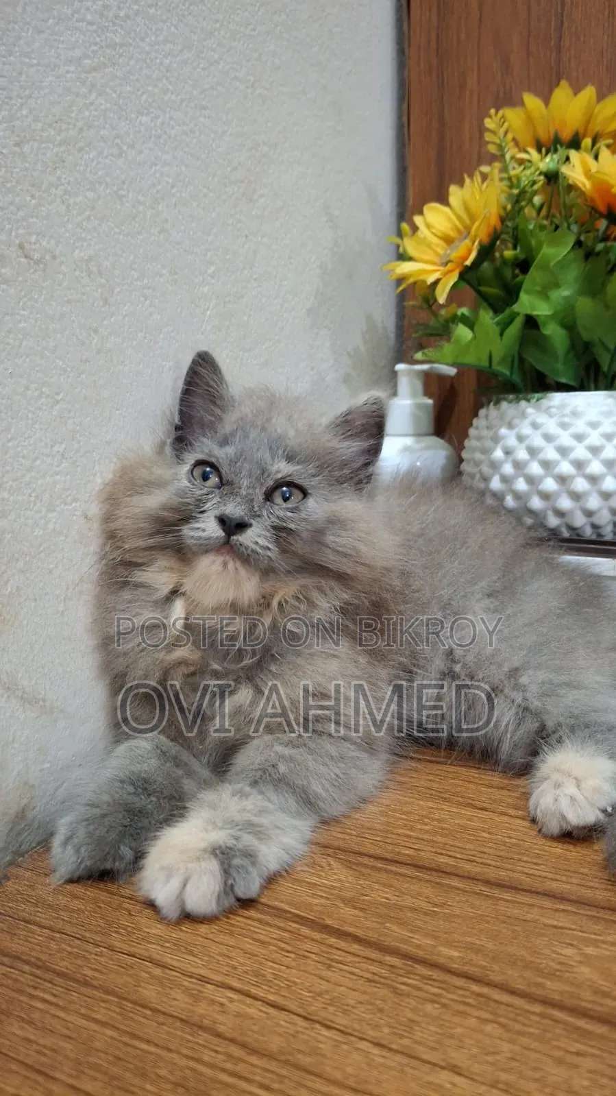 1-3 Months Female Purebred Persian