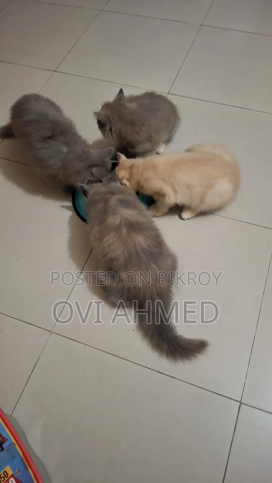 1-3 Months Female Purebred Persian