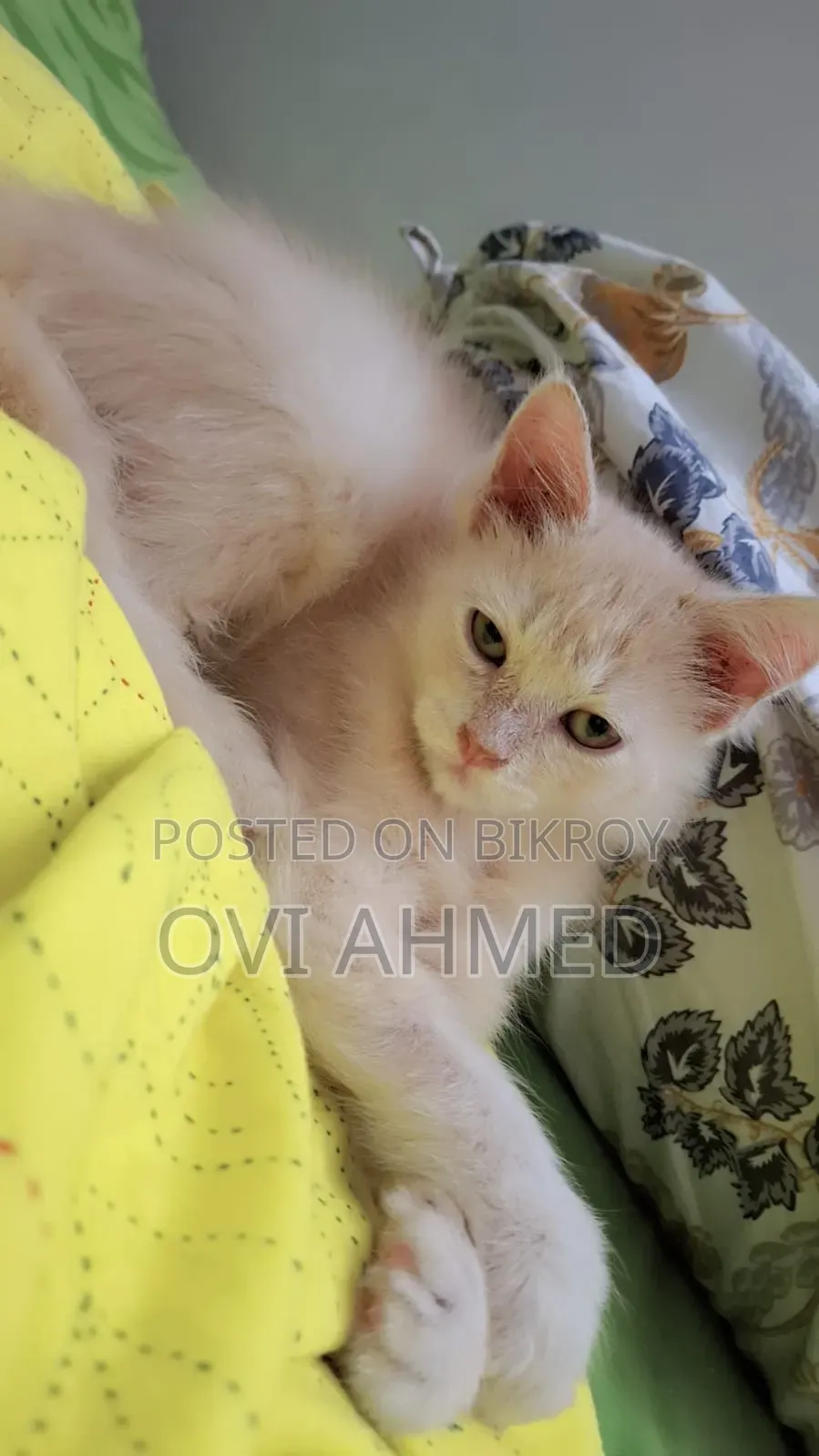 1-3 Months Female Purebred Persian