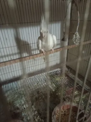 Albino Cockatiel Red Eye with Eggs, Location Khilgaon