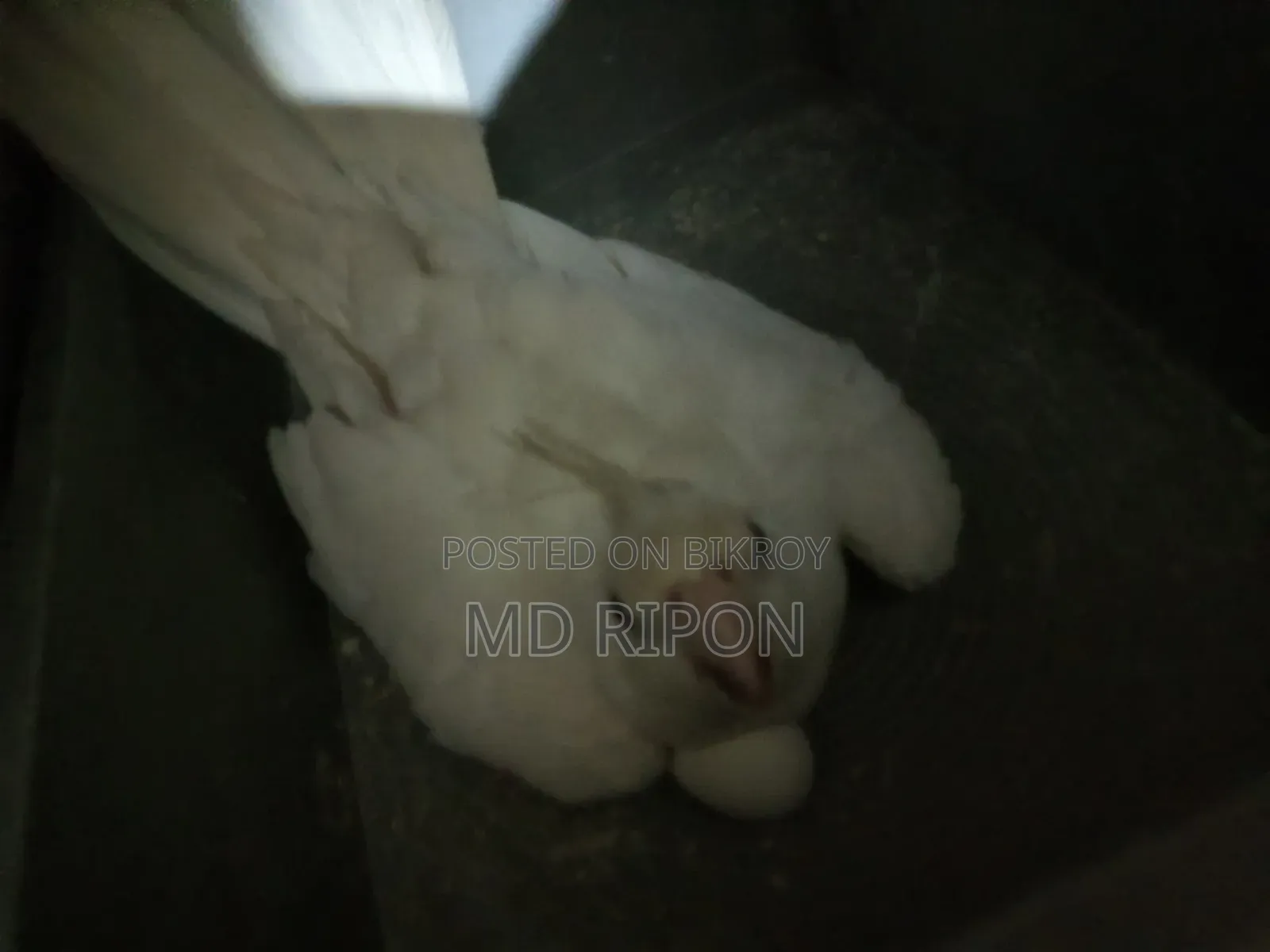 Albino Cockatiel Red Eye with Eggs, Location Khilgaon
