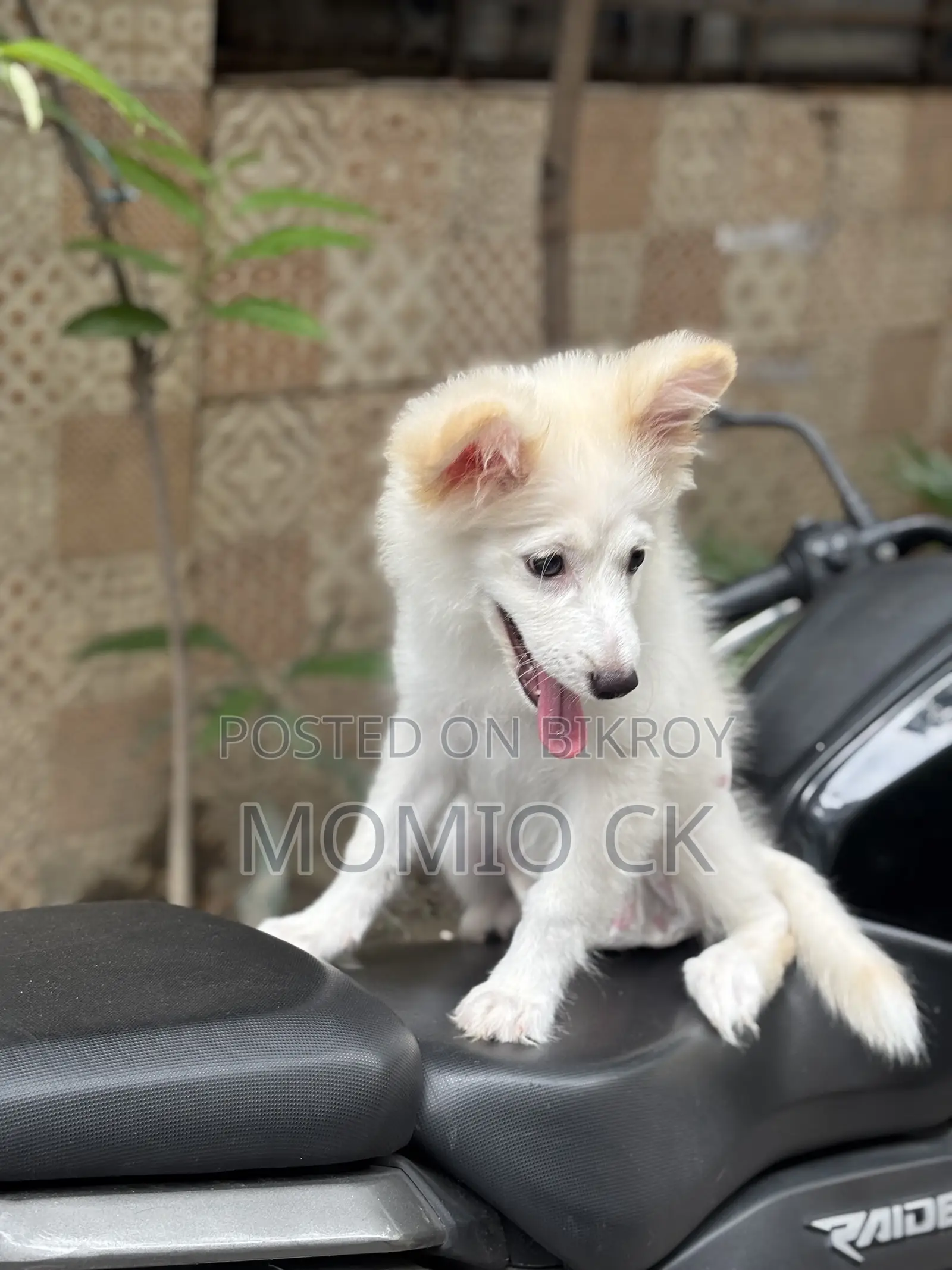 1-3 Months Male Purebred Lhasa Apso