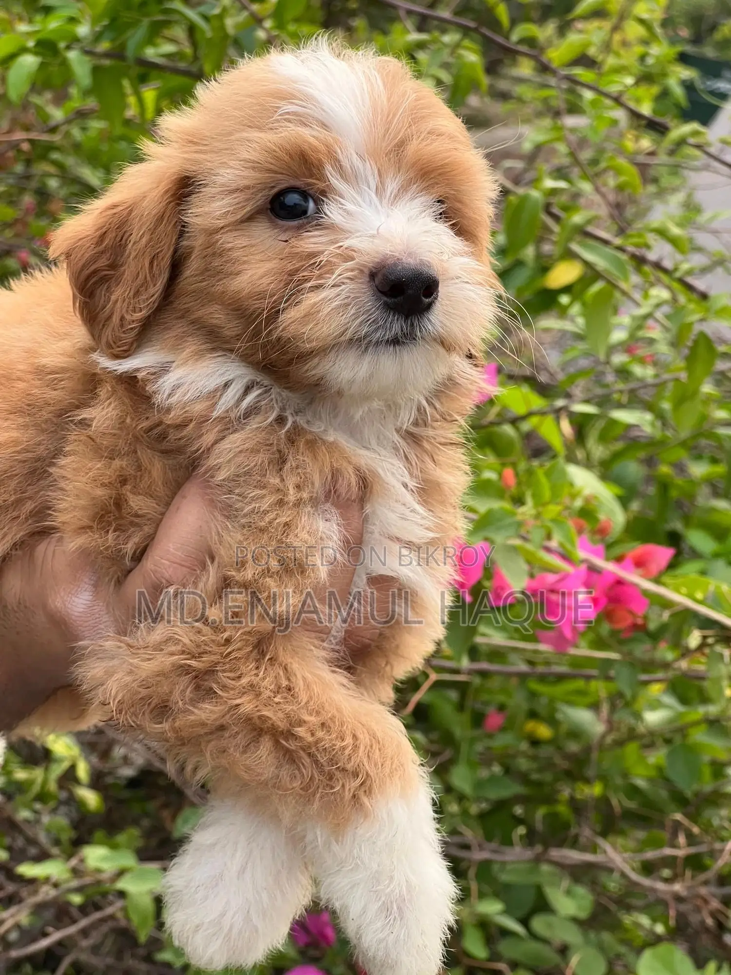 1-3 Months Male Mixed Breed Poodle