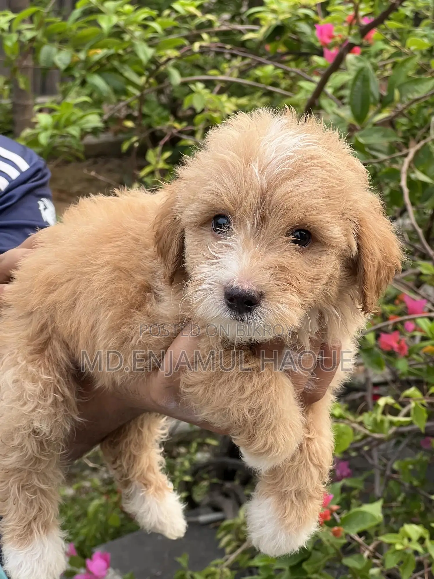 1-3 Months Male Mixed Breed Poodle