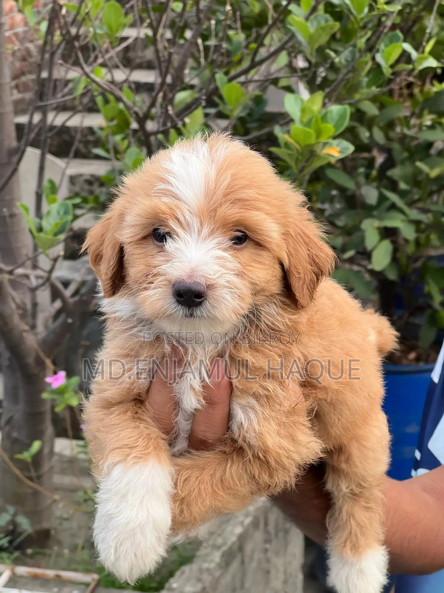 1-3 Months Male Mixed Breed Poodle