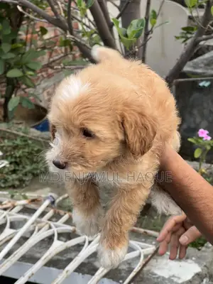 1-3 Months Male Mixed Breed Poodle