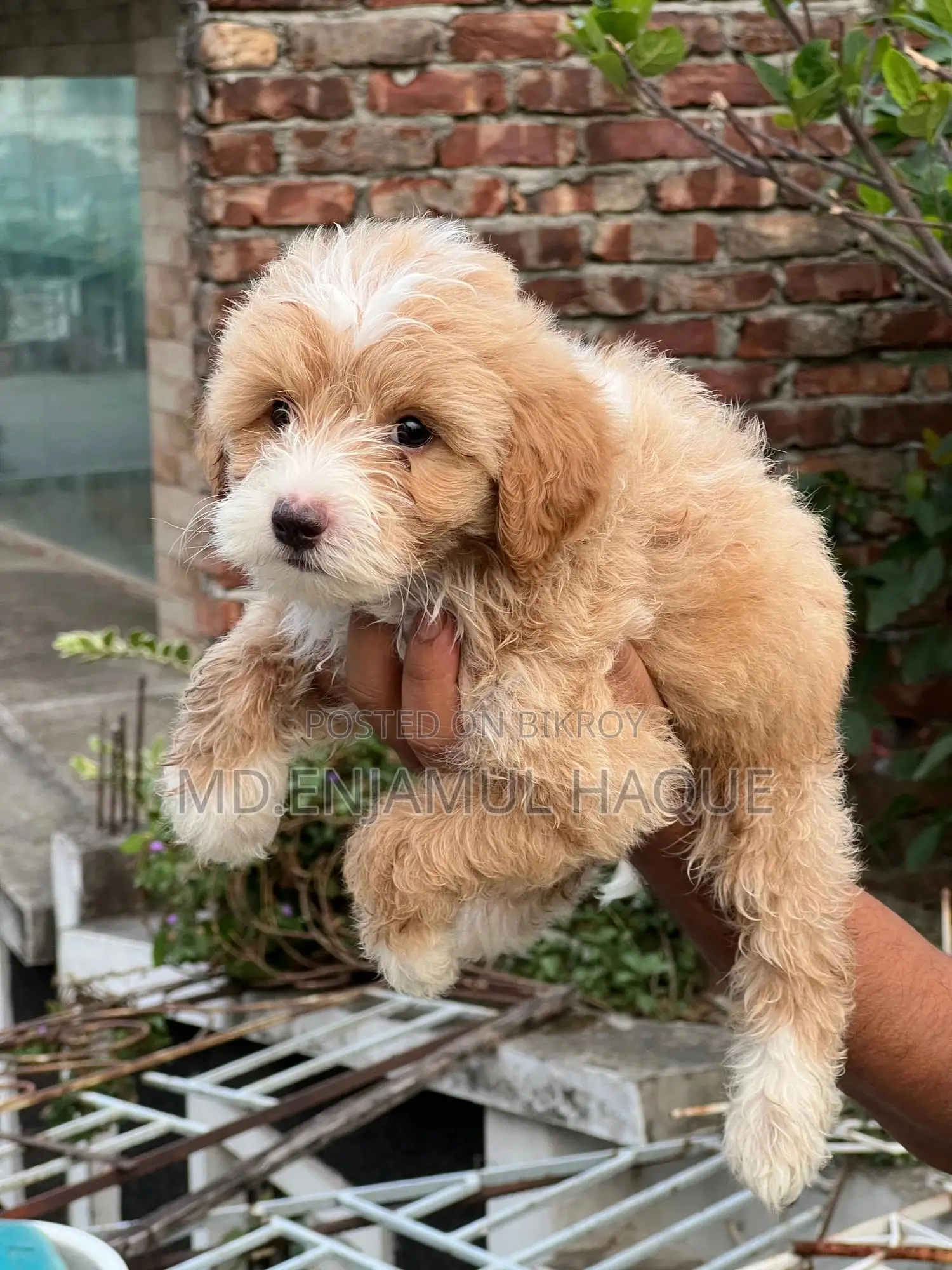 1-3 Months Male Mixed Breed Poodle