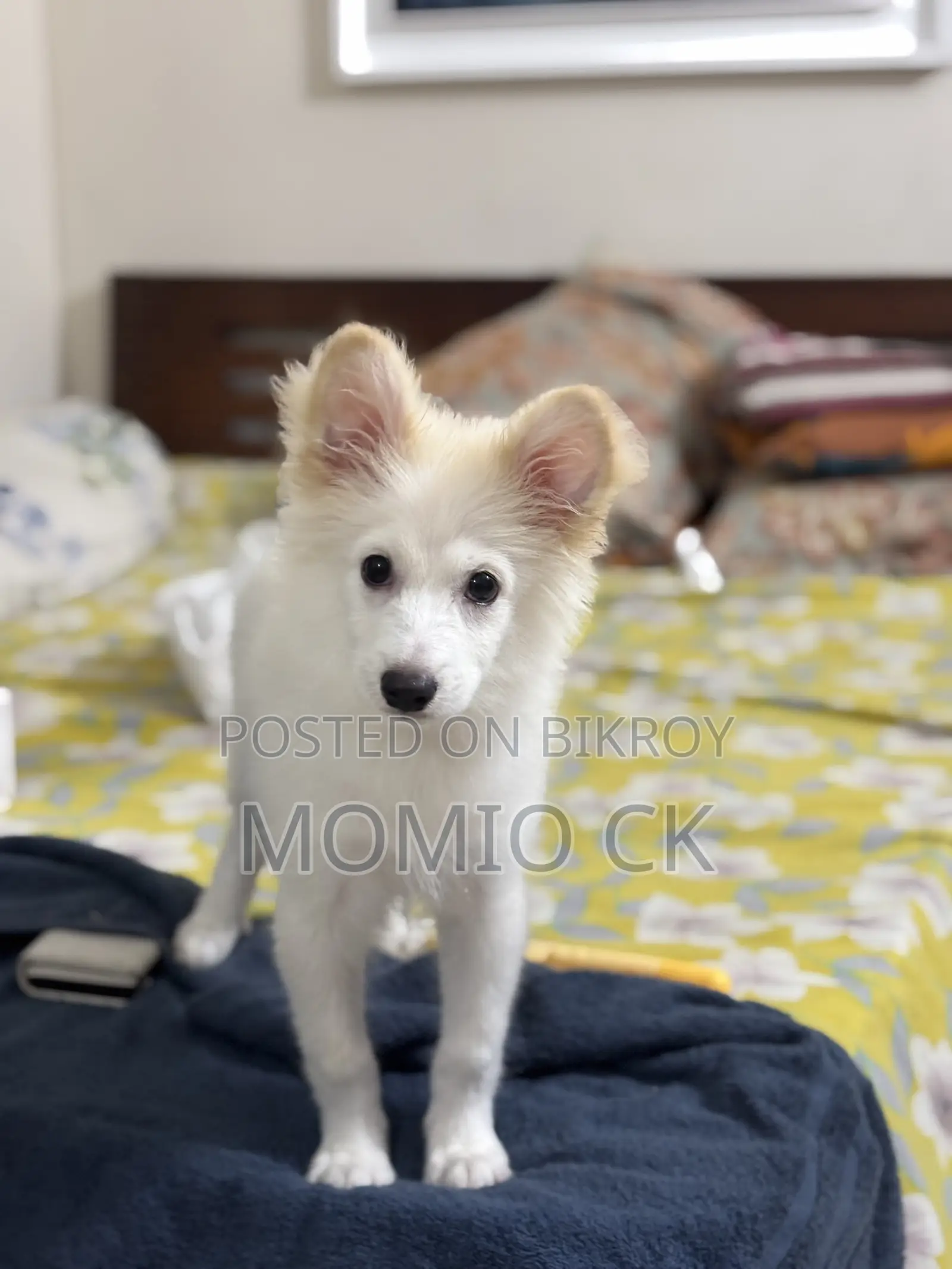1-3 Months Male Purebred Lhasa Apso