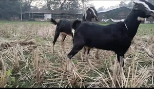 ২টি উন্নত জাতের ছাগল বিক্রি করা হবে