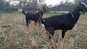 ২টি উন্নত জাতের ছাগল বিক্রি করা হবে