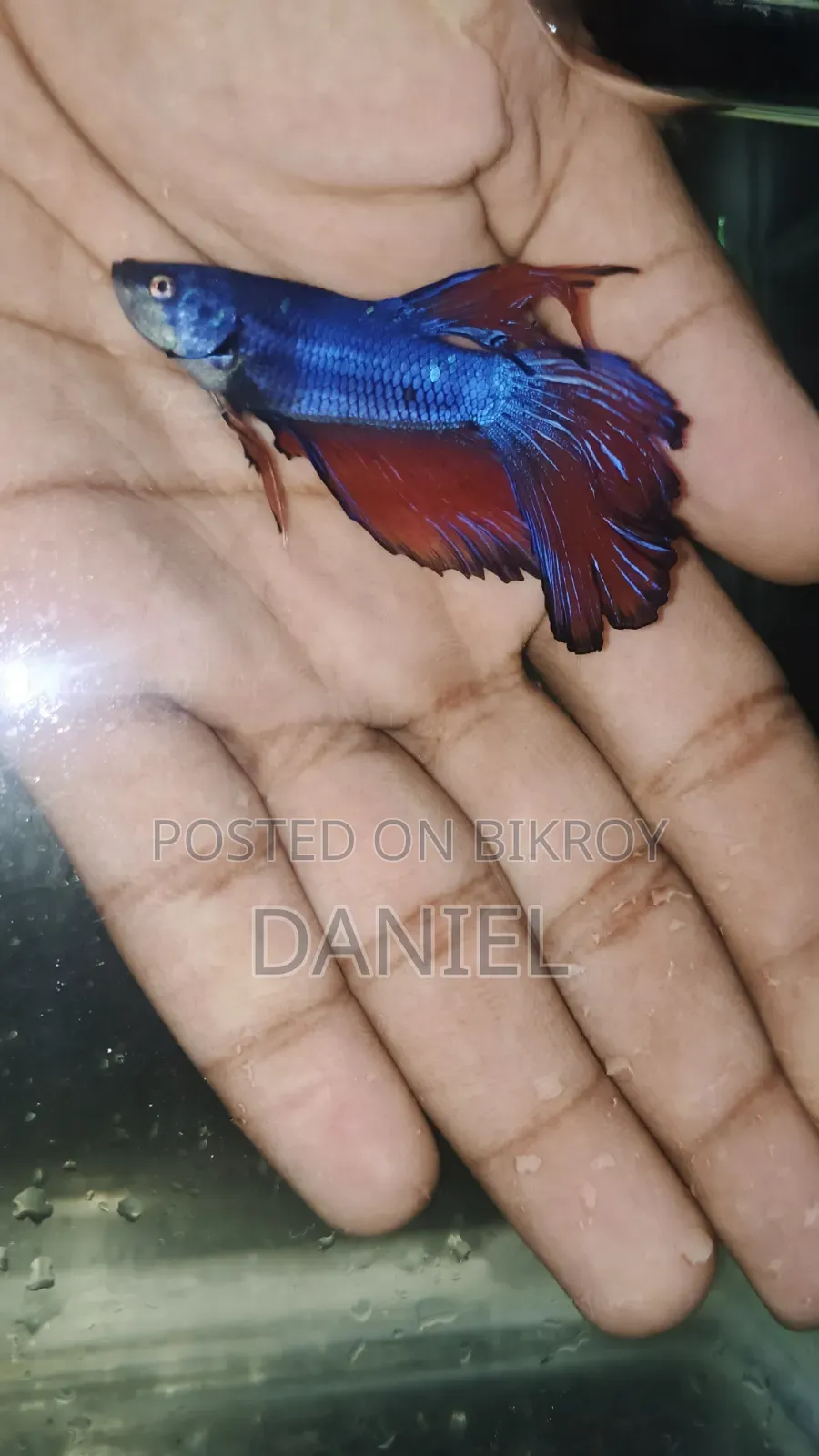 ফাইটার ফিশ বড় সাইজের