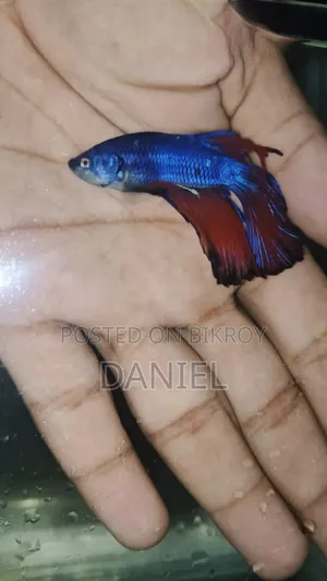 ফাইটার ফিশ বড় সাইজের