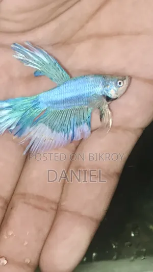 ফাইটার ফিশ ডিমওয়ালা