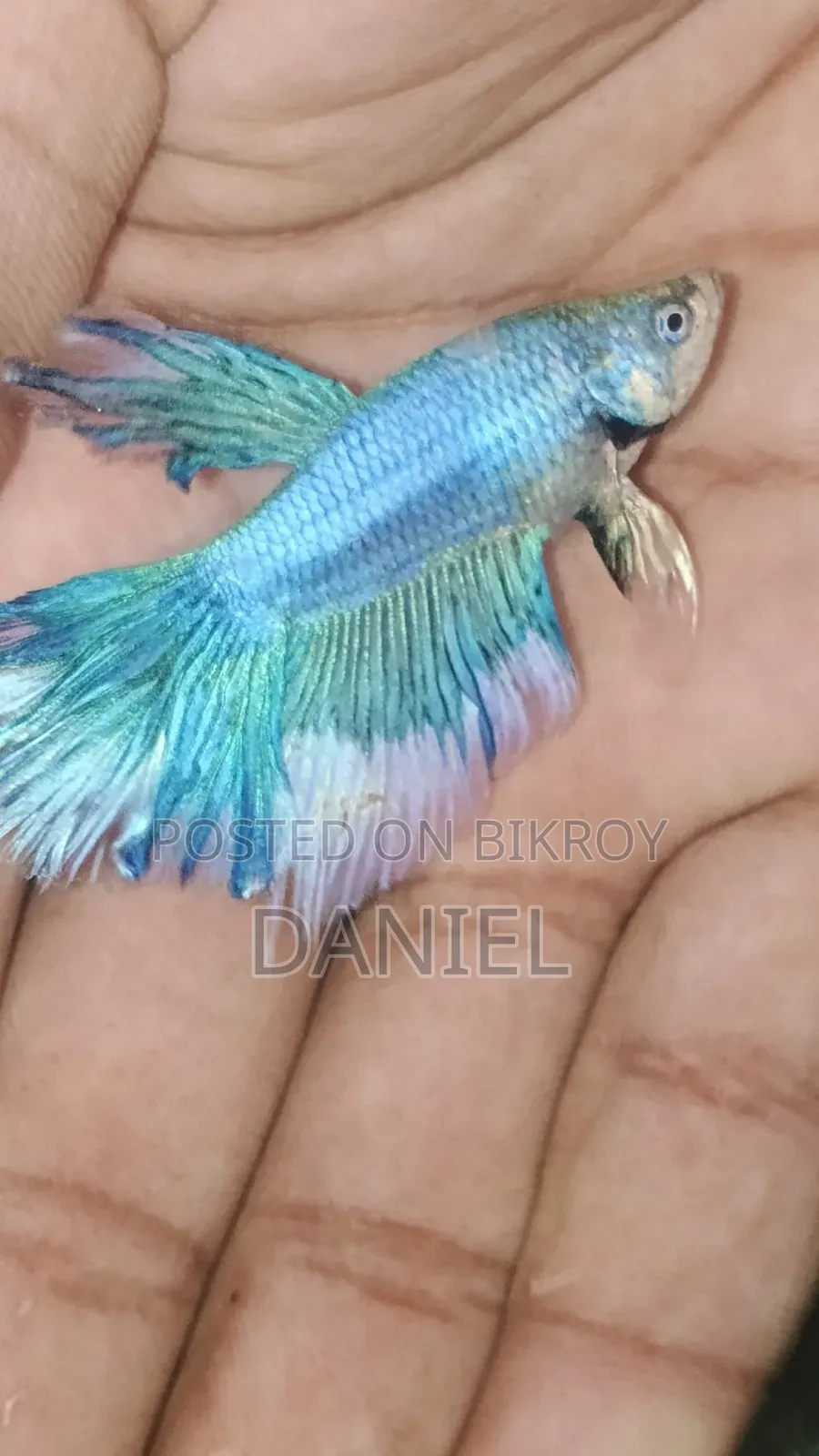 ফাইটার ফিশ ডিমওয়ালা