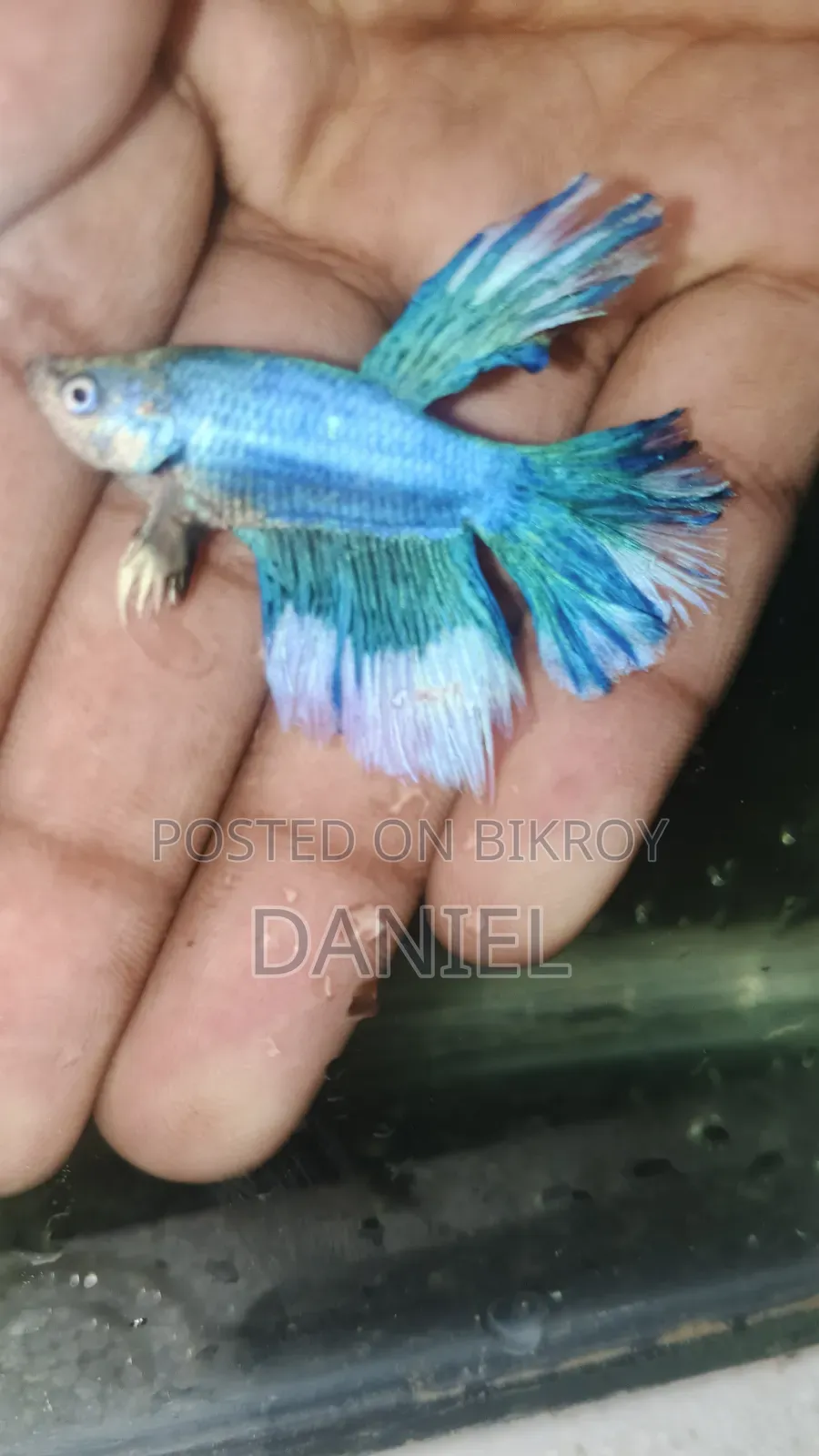 ফাইটার ফিশ ডিমওয়ালা