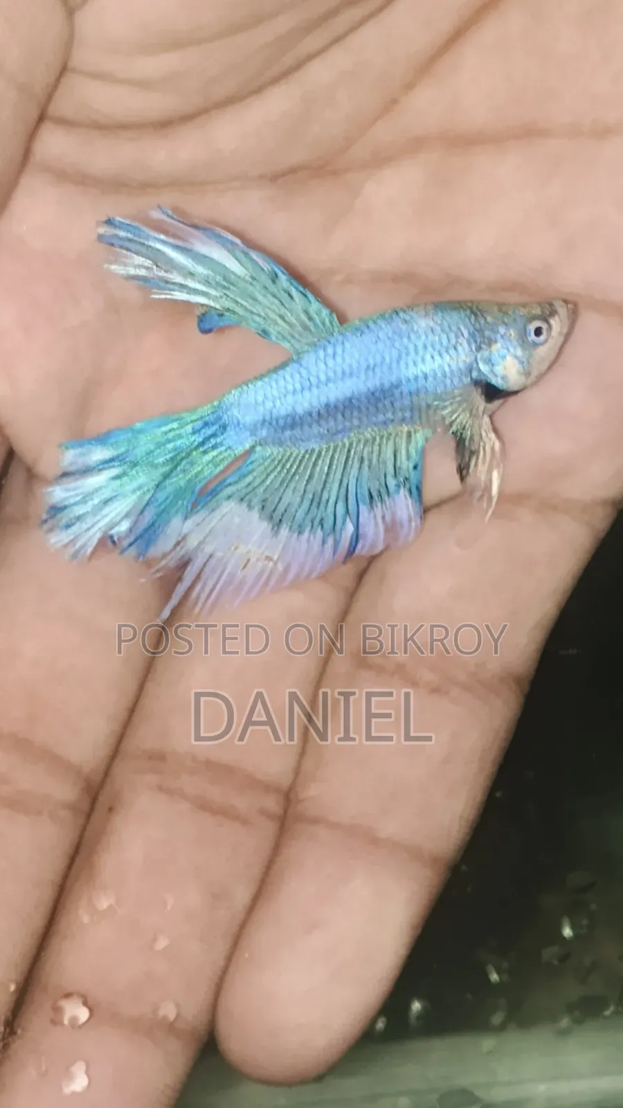 ফাইটার ফিশ ডিমওয়ালা
