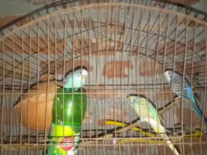 লাভবার্ড বা বাজরিকা দাম২৫০০