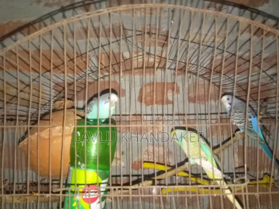 লাভবার্ড বা বাজরিকা দাম২৫০০