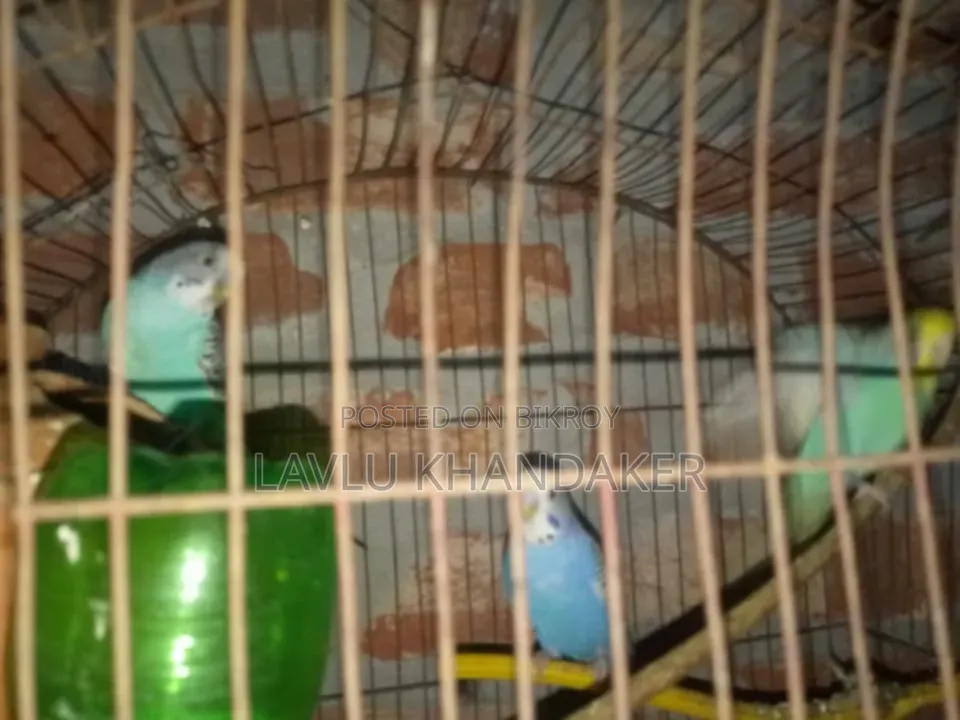 লাভবার্ড বা বাজরিকা দাম২৫০০