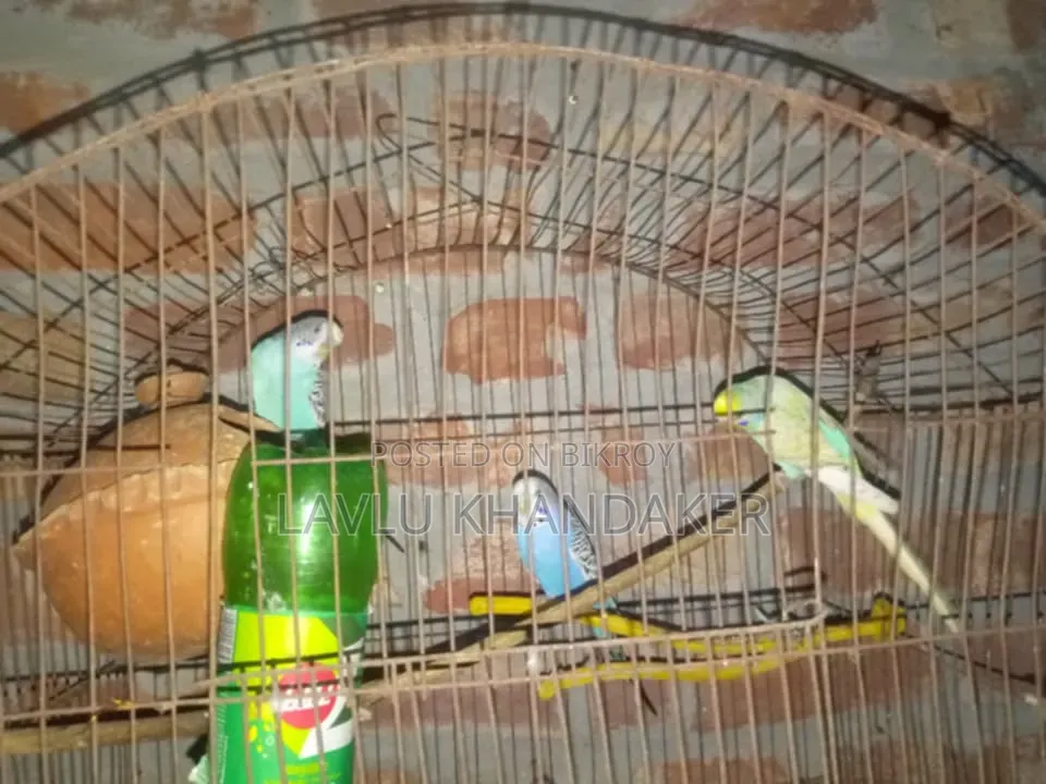 লাভবার্ড বা বাজরিকা দাম২৫০০