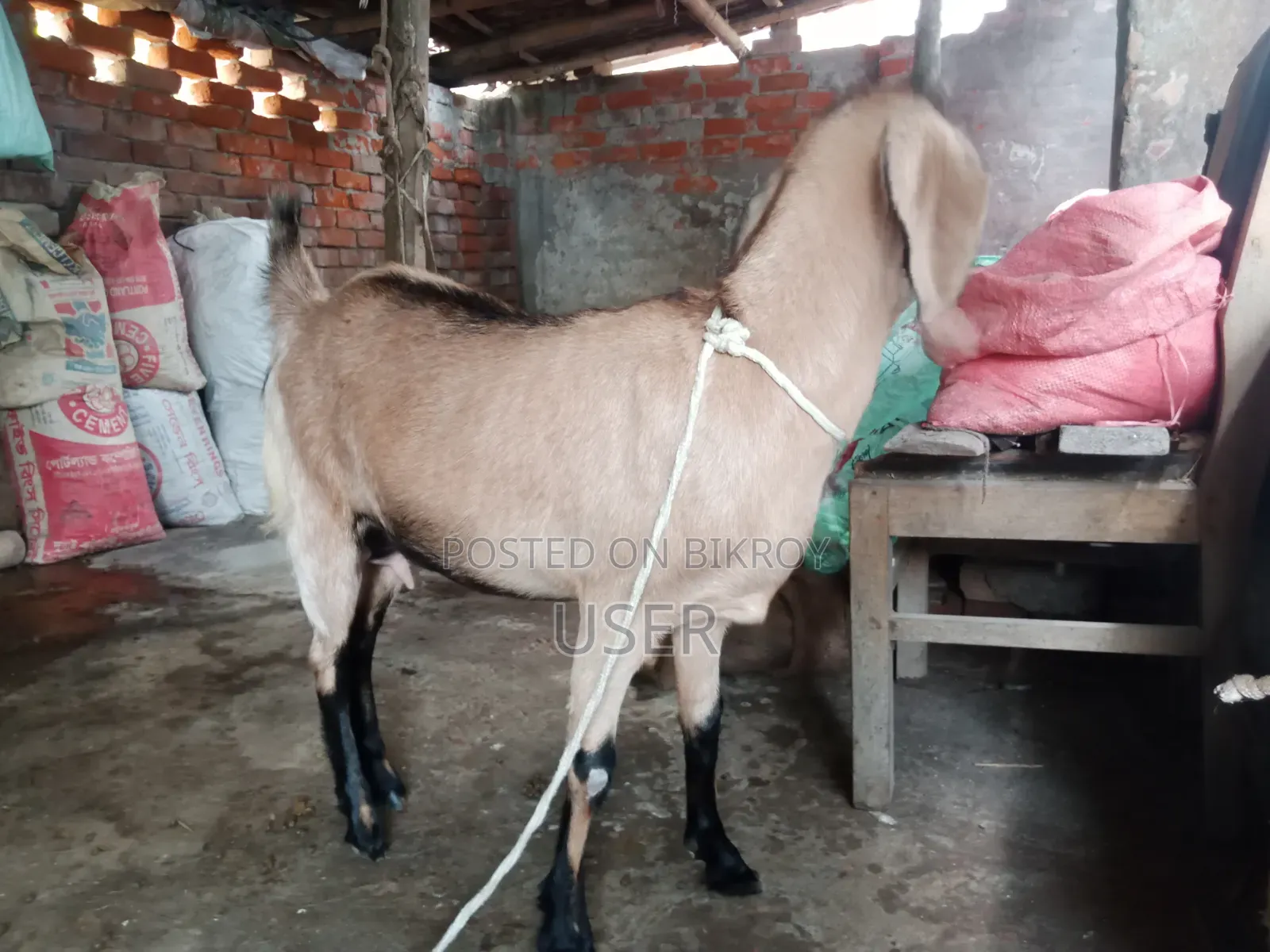 Pregnant Goat