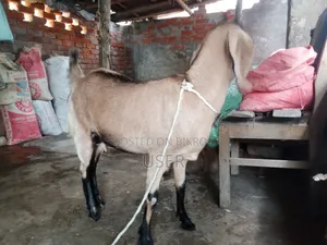 Pregnant Goat