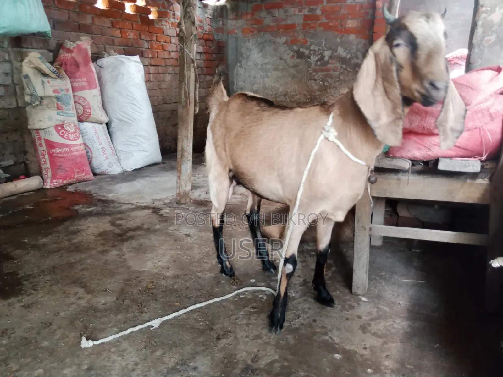 Pregnant Goat