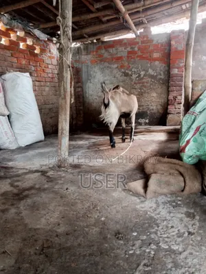 Pregnant Goat
