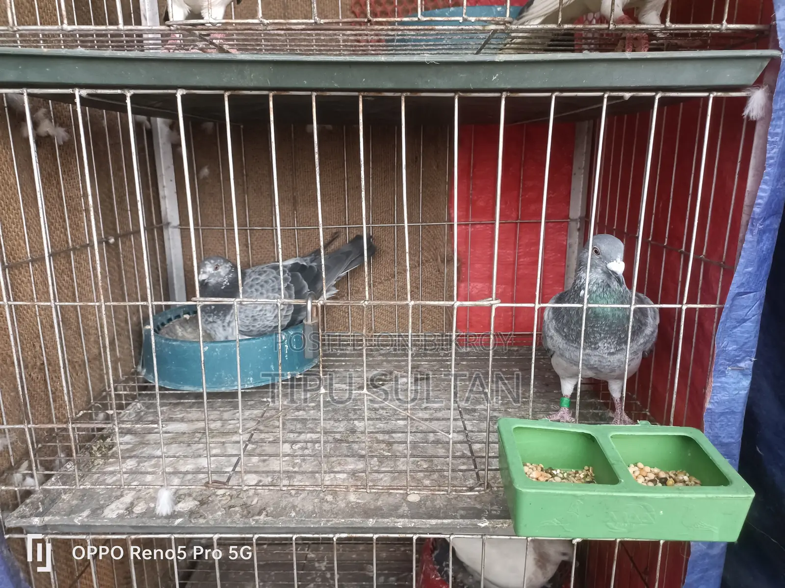Racer Pigeon