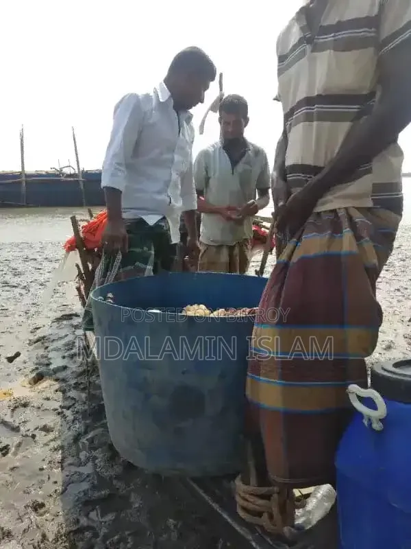 সুন্দর বনের খাটি মধু