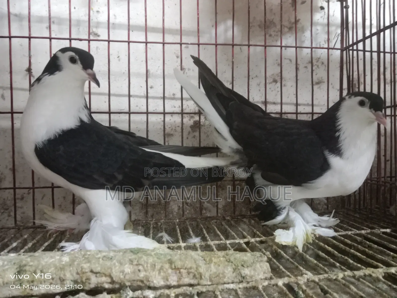 Black Shirazi Adult 2 Female Pigeons