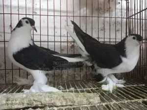 Black Shirazi Adult 2 Female Pigeons