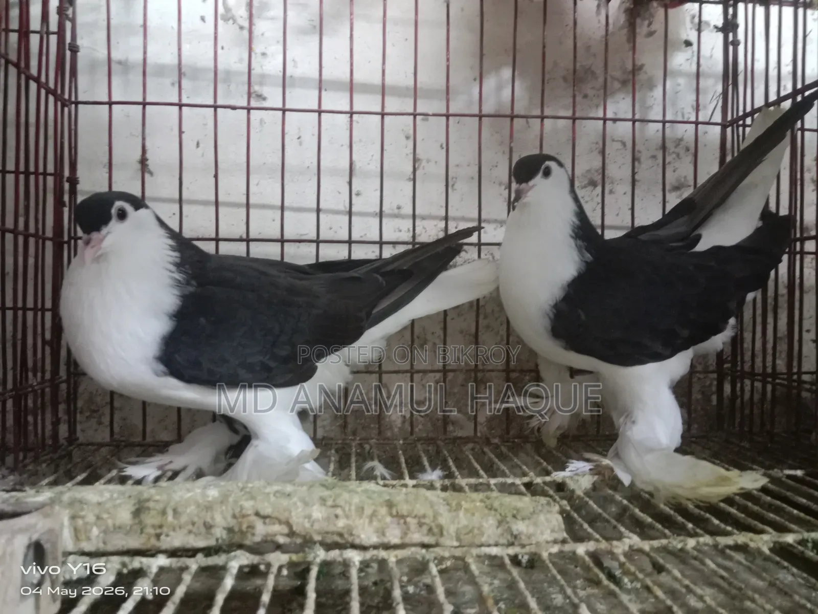 Black Shirazi Adult 2 Female Pigeons