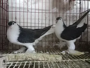 Black Shirazi Adult 2 Female Pigeons