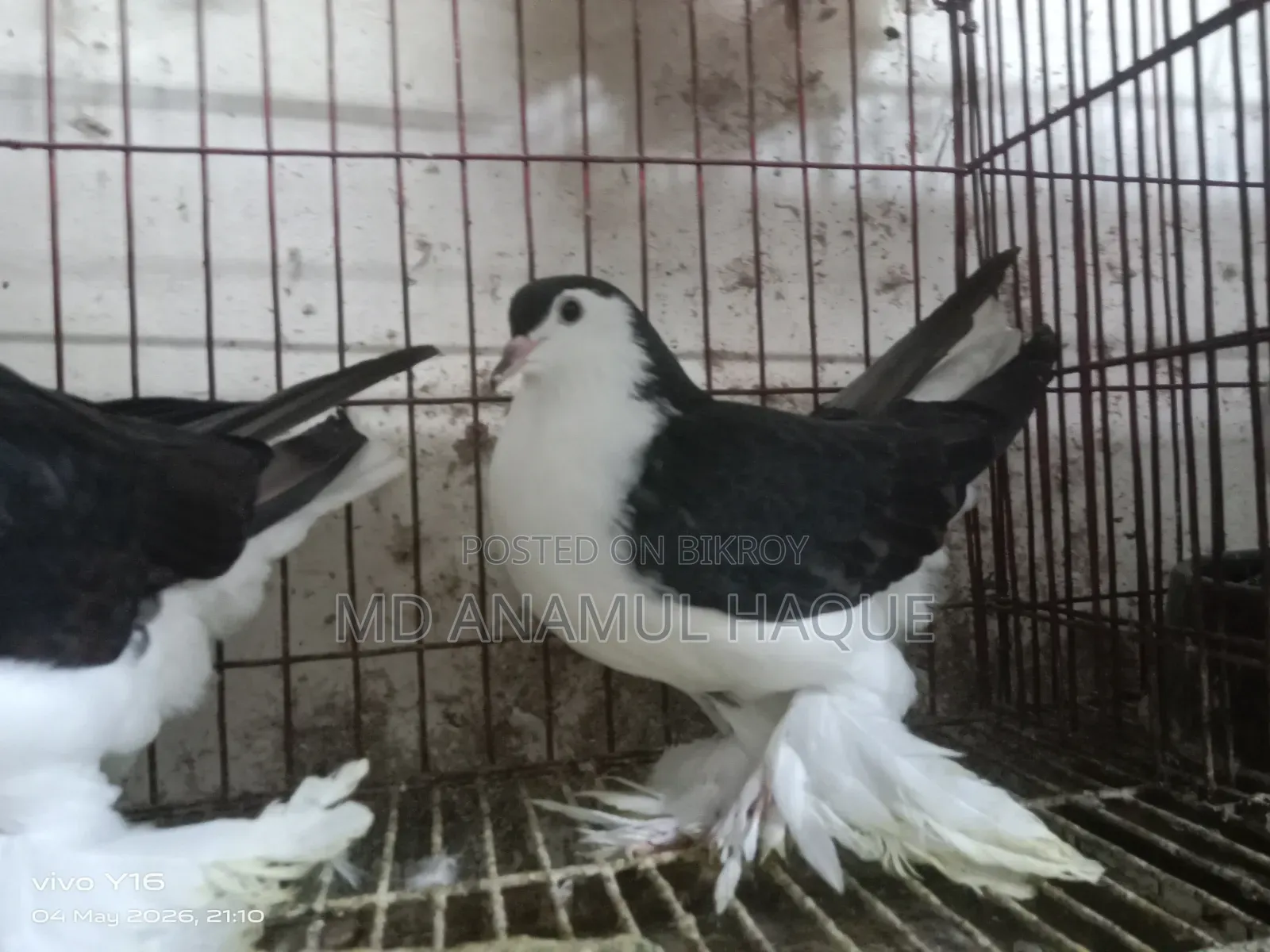 Black Shirazi Adult 2 Female Pigeons