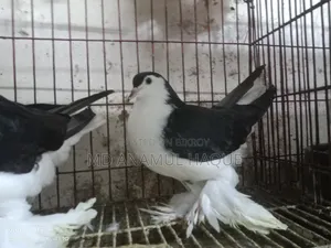 Black Shirazi Adult 2 Female Pigeons