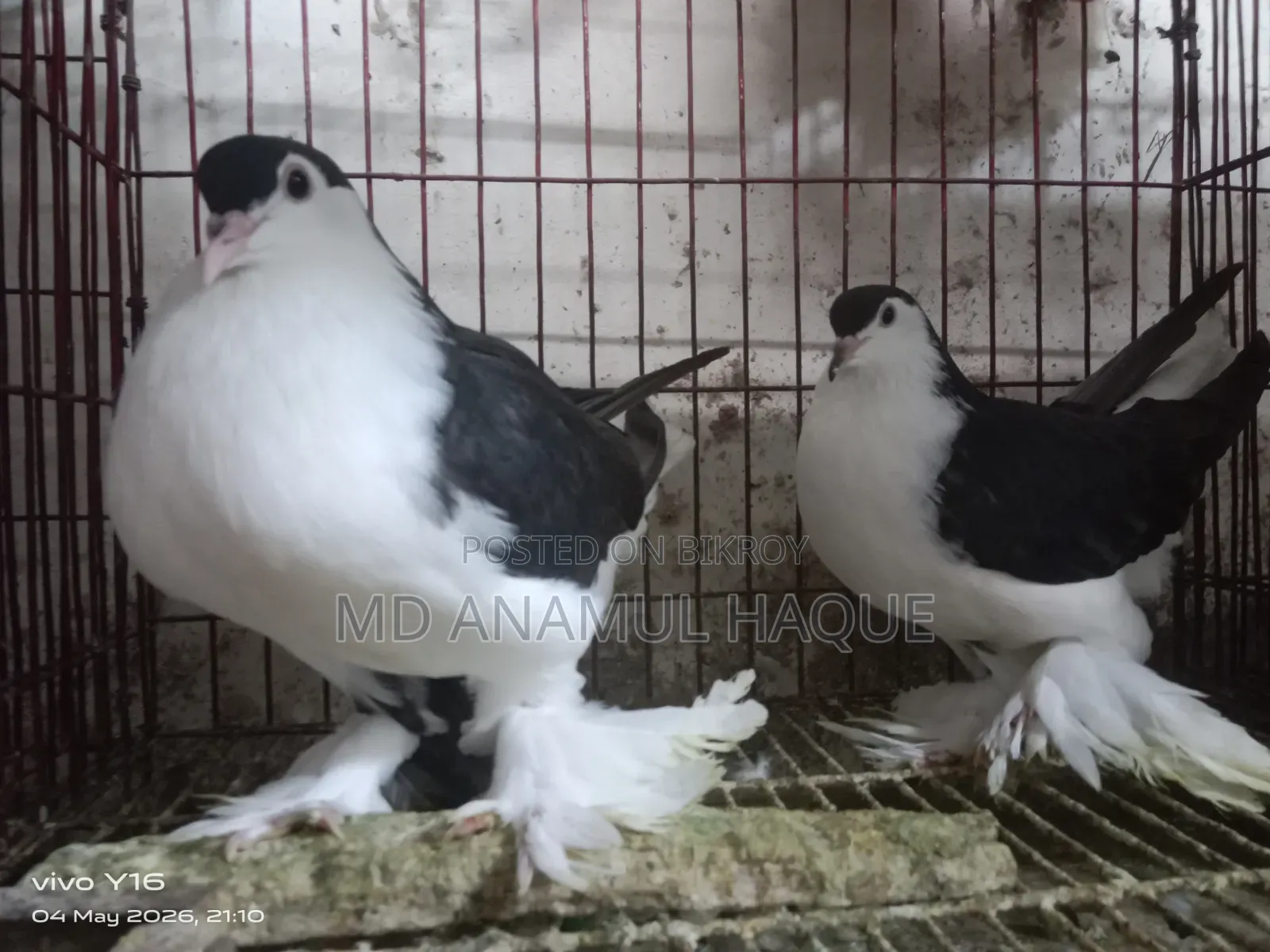 Black Shirazi Adult 2 Female Pigeons