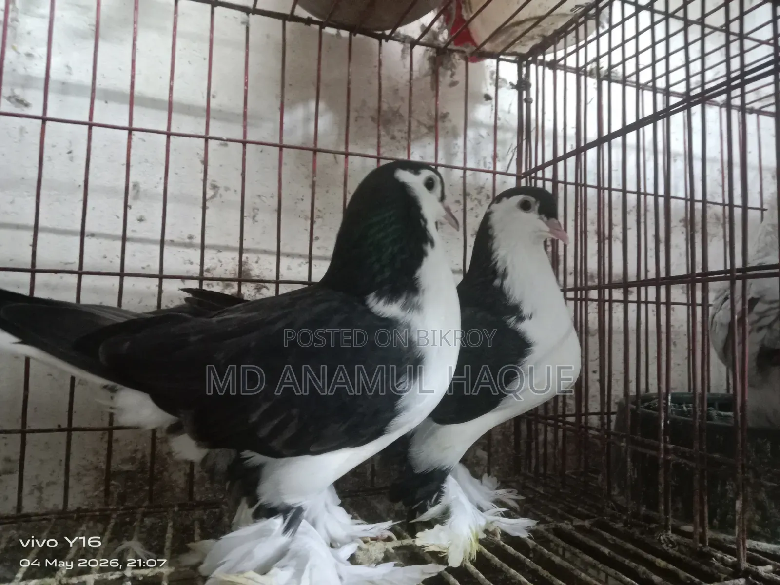 Black Shirazi Adult 2 Female Pigeons