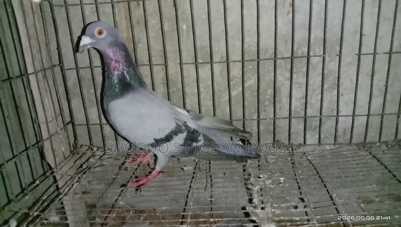 Pigeon for Sale
