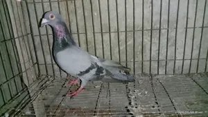 Pigeon for Sale