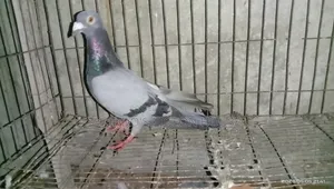 Pigeon for Sale