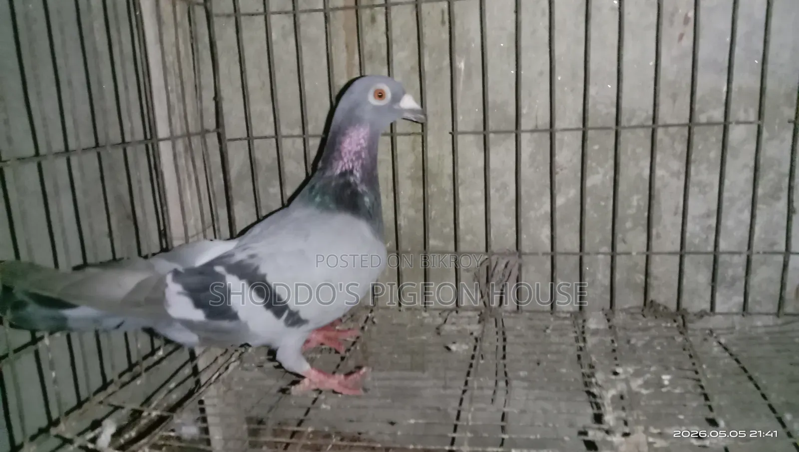 Pigeon for Sale
