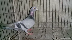 Pigeon for Sale