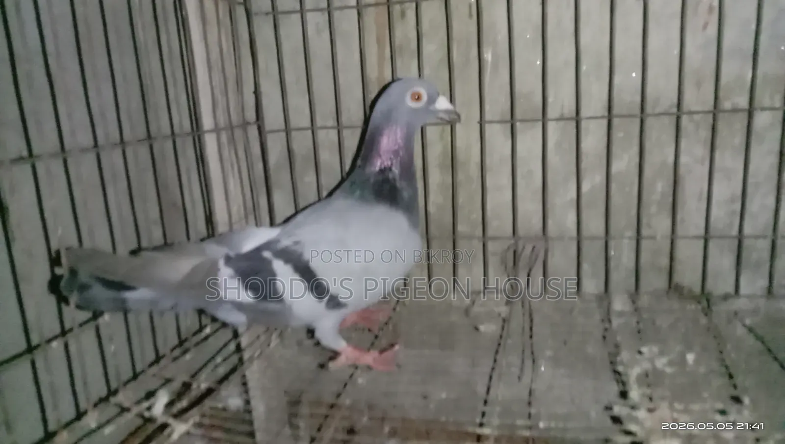 Pigeon for Sale