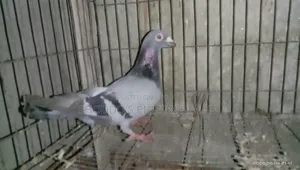 Pigeon for Sale