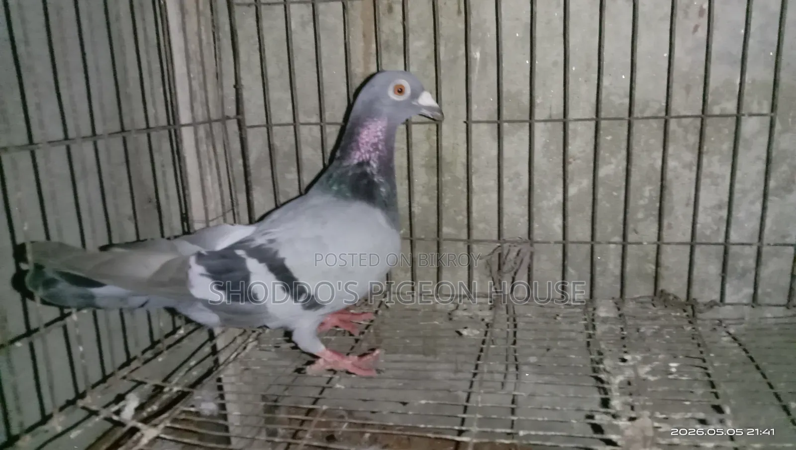Pigeon for Sale